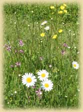 Photo of wildflower meadow